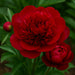 Bulbi de Bujor Red Charm