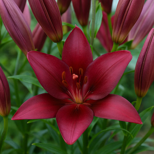 Bulbi de Crini Bacca 