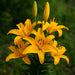 Bulbi de Crini Butterfly Spring 