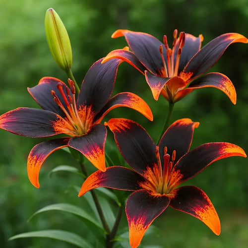 Bulbi de Crini Forever Susan