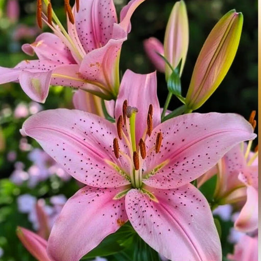 Bulbi de Crini Hybrid Angel Blossom