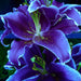 Bulbi de Crini Hybrid Blue Dance