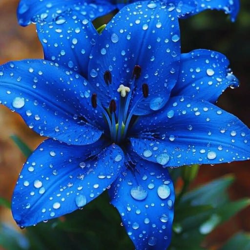 Bulbi de Crini Hybrid Blue Eclipse 