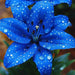  Bulbi de Crini Hybrid Blue Eclipse 