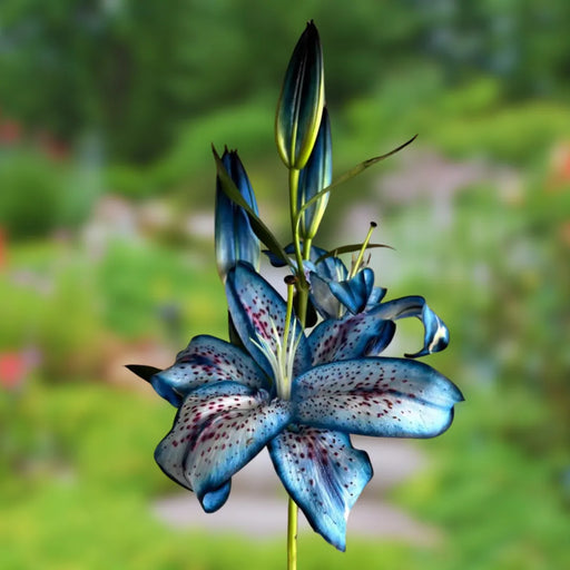  Bulbi de Crini Hybrid Blue Galaxy 
