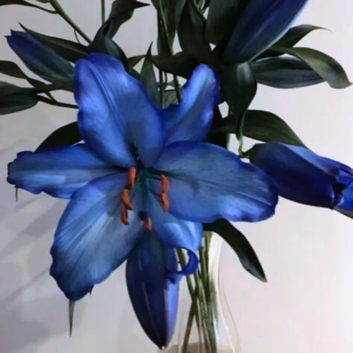 Bulbi de Crini Hybrid Blue Majesty
