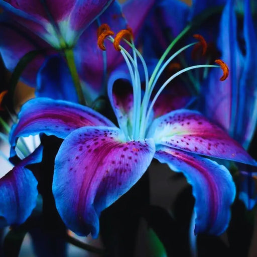 Bulbi de Crini Hybrid Nebula Bleu