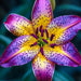 Bulbi de Crini Hybrid Nebula Orchid 