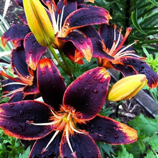 Bulbi de Crini Hybrid Obsidian Flame