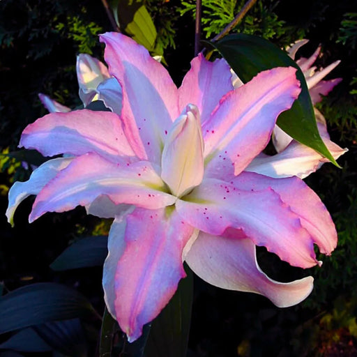 Bulbi_de_Crini_Hybrid_Opal_Rhapsody