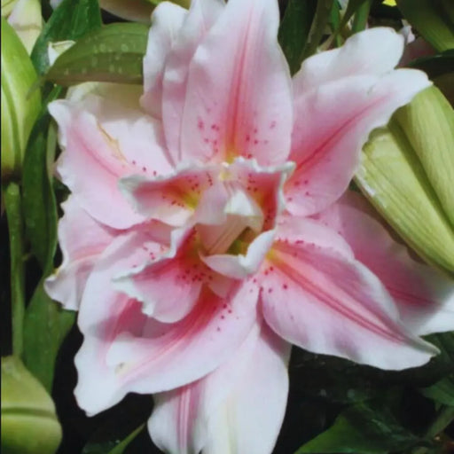 Bulbi de Crini Hybrid Pink Aurora