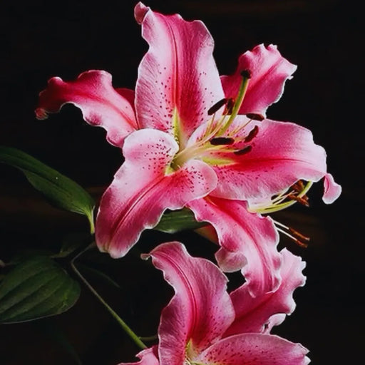 Bulbi de Crini Hybrid Pink Flame