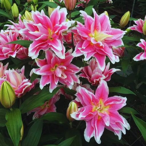 Bulbi de Crini Hybrid Pink Lion