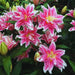Bulbi de Crini Hybrid Pink Lion