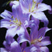Bulbi de Crini Hybrid Purple Soul