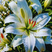 Bulbi de Crini Hybrid Snow White