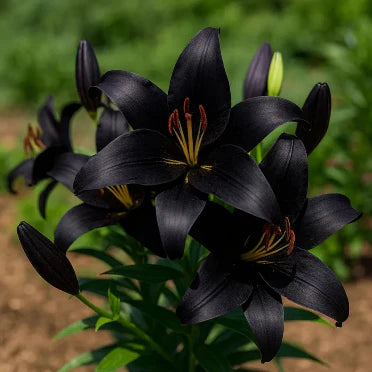 Bulbi de Crini Little Black