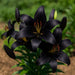 Bulbi de Crini Little Black
