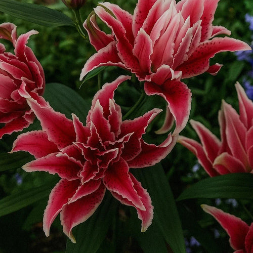 Bulbi de Crini Lorena 