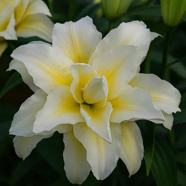 Bulbi de Crini Ludwina