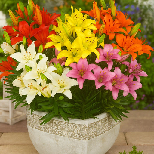 Bulbi de Crini Pachet Promo De Primavara Mixt