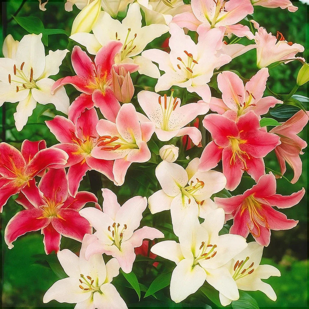 Bulbi de Crini Pachet Promo Regali Mixt