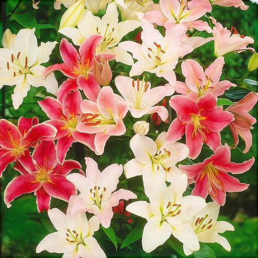 Bulbi de Crini Pachet Promo Regali Mixt