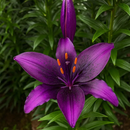 Bulbi de Crini Rare Purple