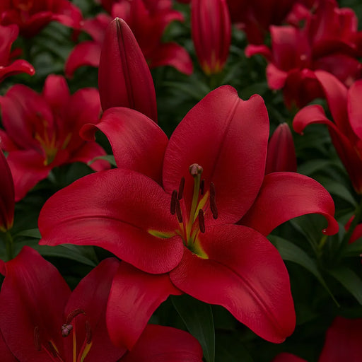 Bulbi de Crini Red desire