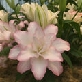Bulbi de Crini Roselily Anouska 