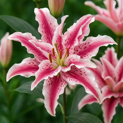 Bulbi de Crini Rosestar 