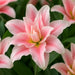Bulbi de Crini Soft Pink 