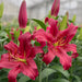 Bulbi de Crini Tropical Dragon