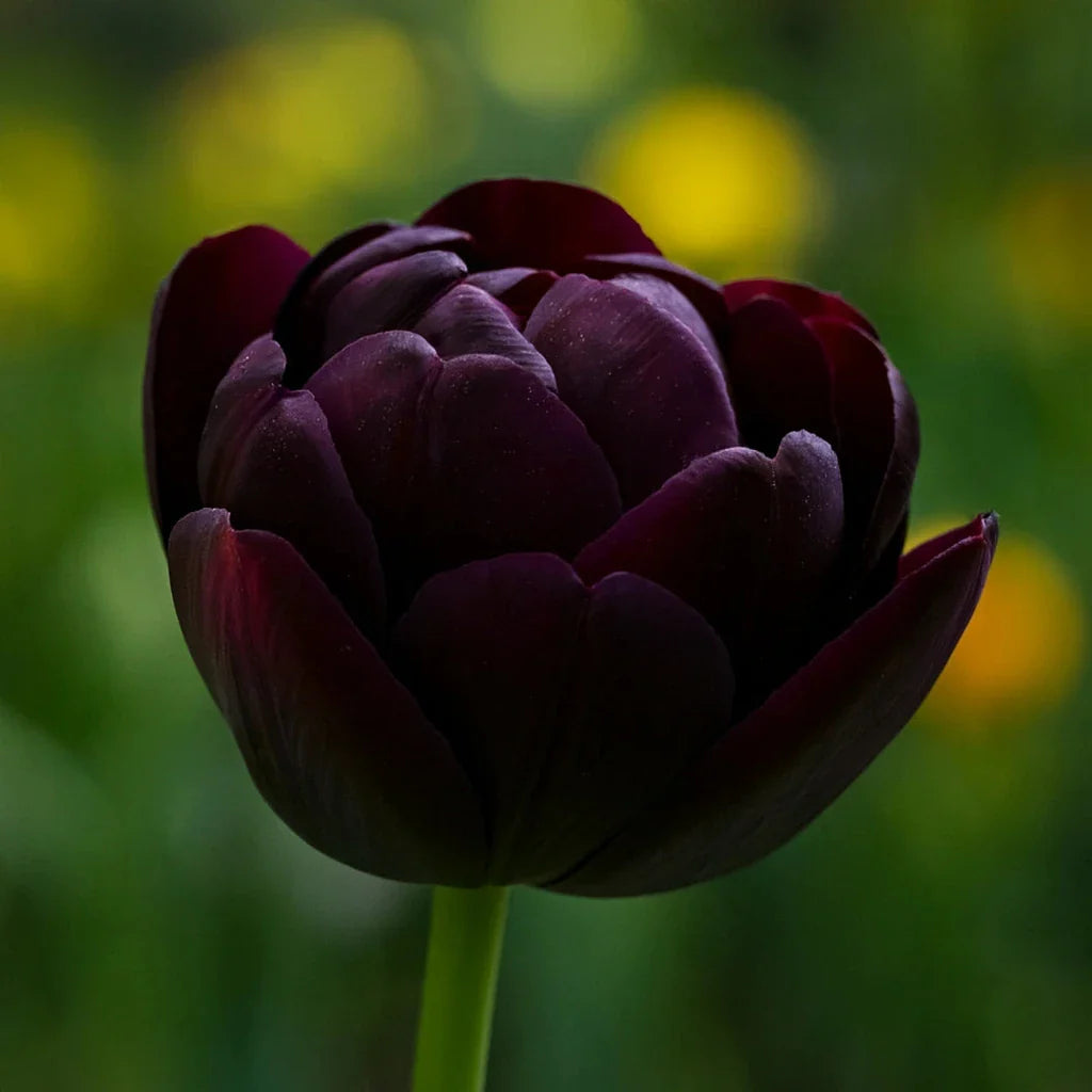 Bulbi de Lalele Black Hero 5 Bucati