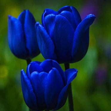 Bulbi de Lalele Blue Aimable