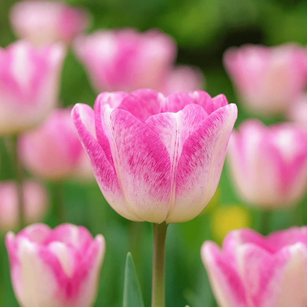 Bulbi de Lalele Blushing Girl 5 Bucati