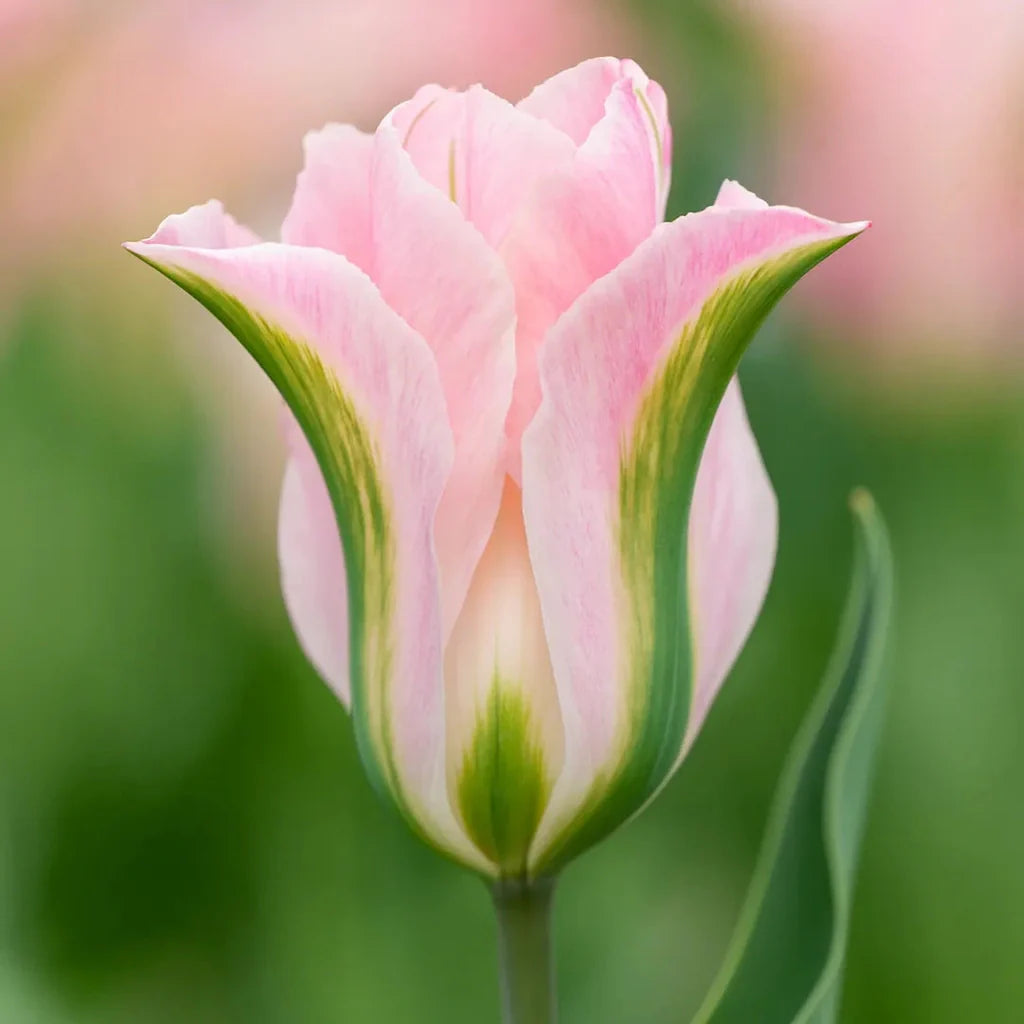 Bulbi de Lalele China Town 5 Bucati