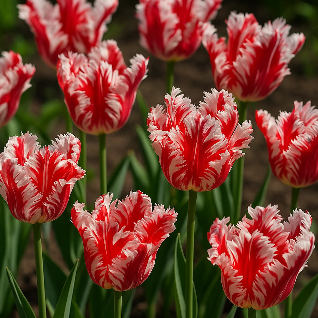 Bulbi de Lalele Estella Rijnveld 5 bBucati