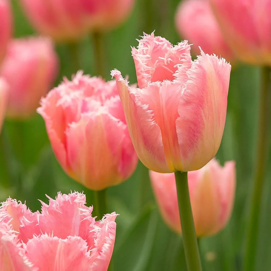 Bulbi de Lalele Fancy Frills 5 Bucati