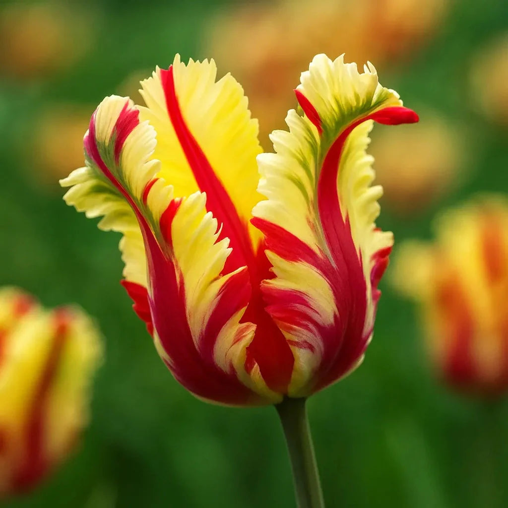 Bulbi de Lalele Flaming Parrot 5 Bucati