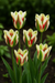 Bulbi de Lalele Flaming Spring Green 5 Bucati
