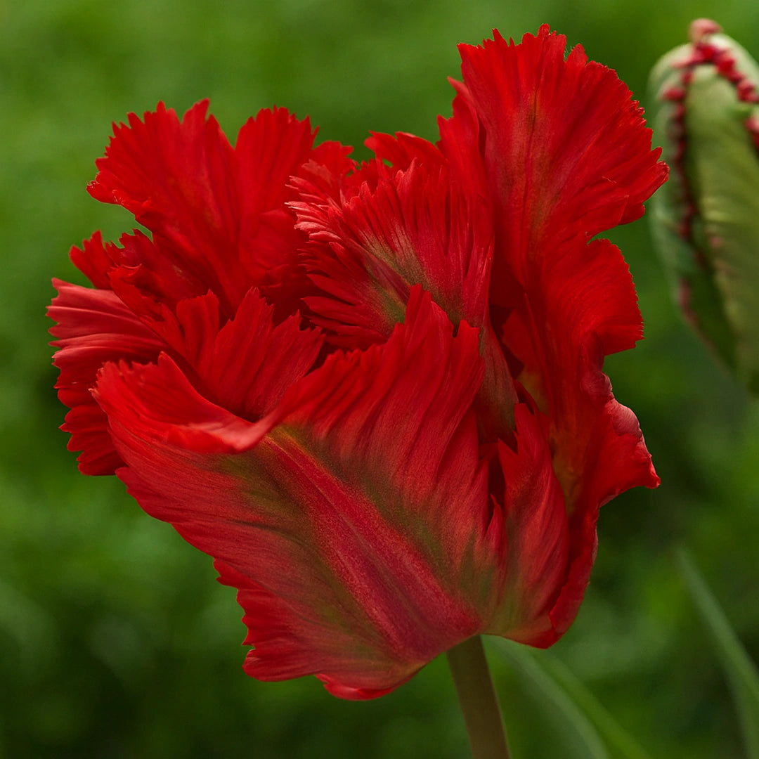 Bulbi de Lalele  Garden Fire 5 Bucati