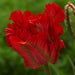Bulbi de Lalele  Garden Fire 5 Bucati