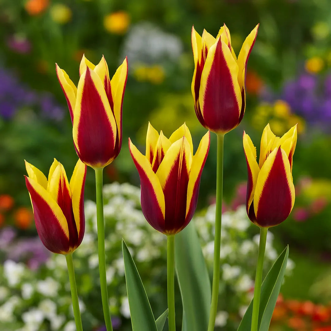 Bulbi de Lalele Gavota 5 Bucati