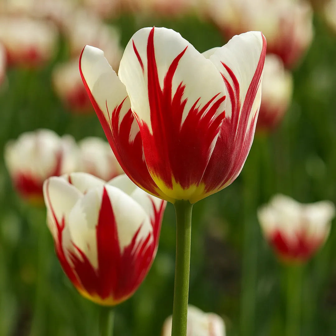 Bulbi de Lalele Grand Perfection 5 Bucati