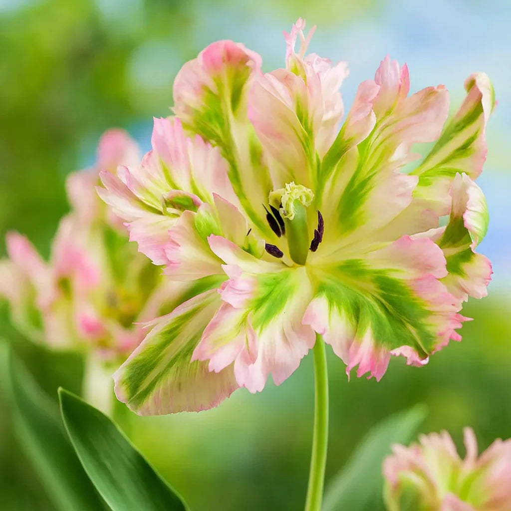 Bulbi de Lalele Green Wave 5 Bucati