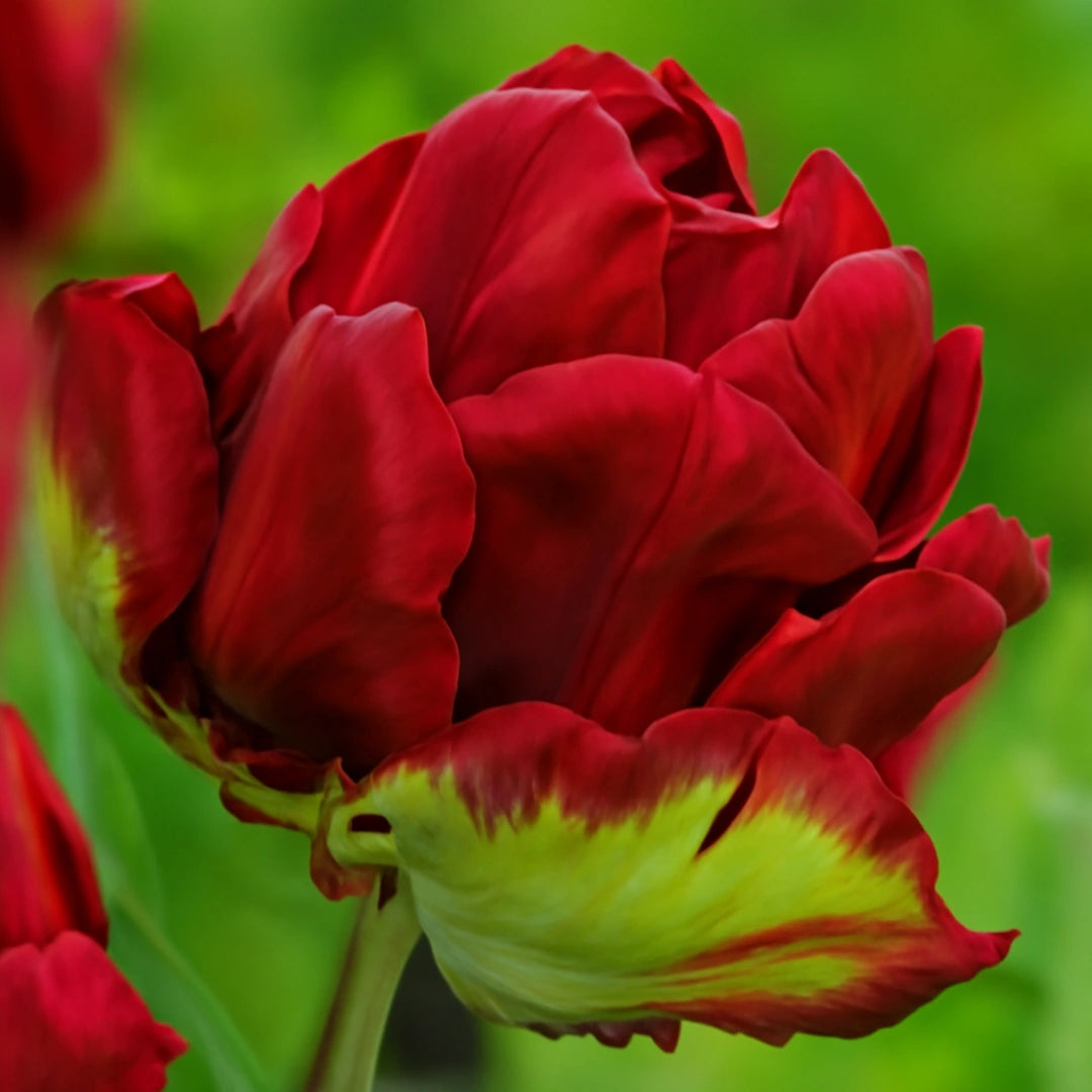 Bulbi de Lalele Rococo Double 5 Bucati