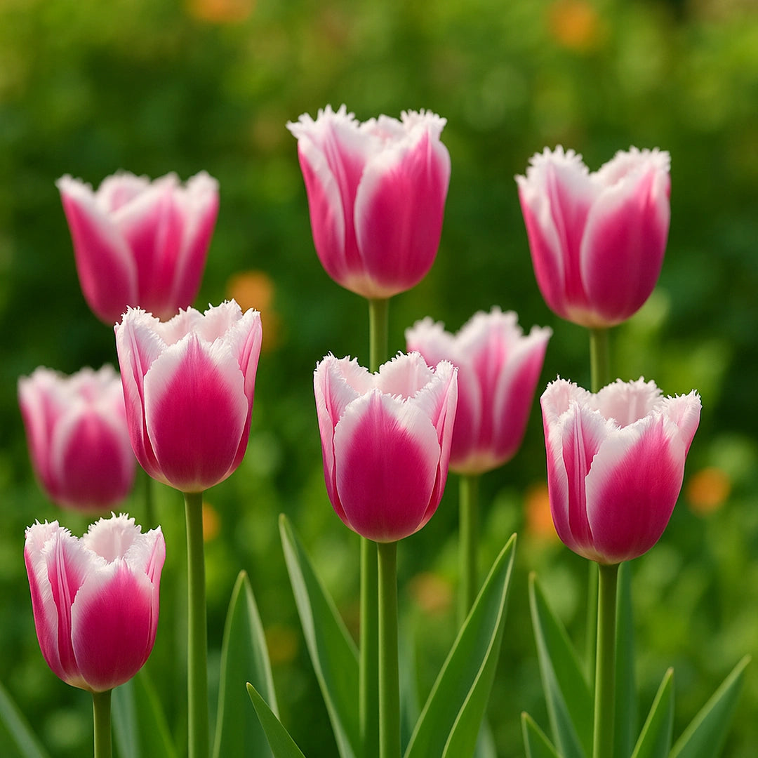 Bulbi de Lalele Siesta 5 Bucati