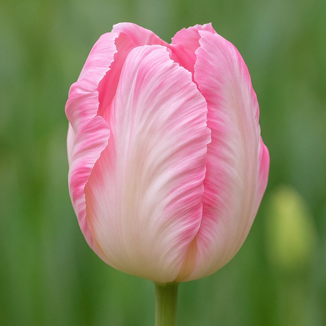 Bulbi de Lalele Silver Parrot 5 Bucati