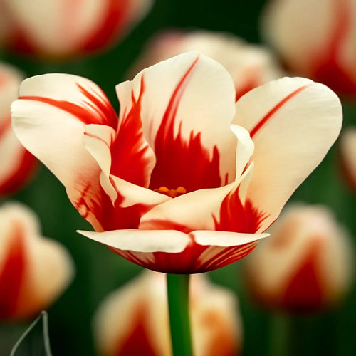 Bulbi de Lalele Sorbet 5 Bucati